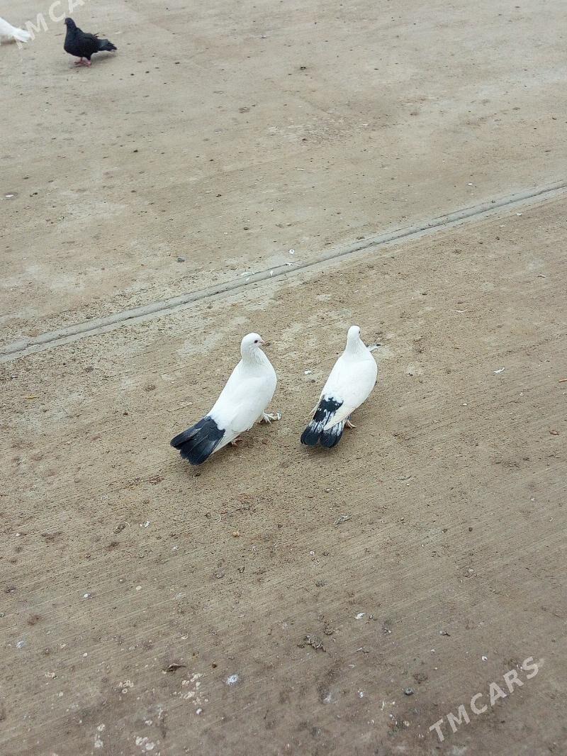 Kepderi - Çoganly - img 1