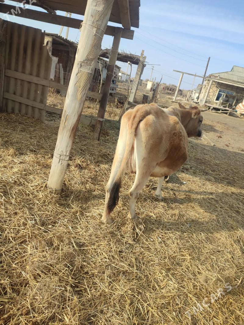 Agyr bogaz yanwarda - Балканабат - img 1