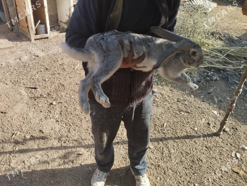 towsan товшан кролик - Туркменабат - img 1