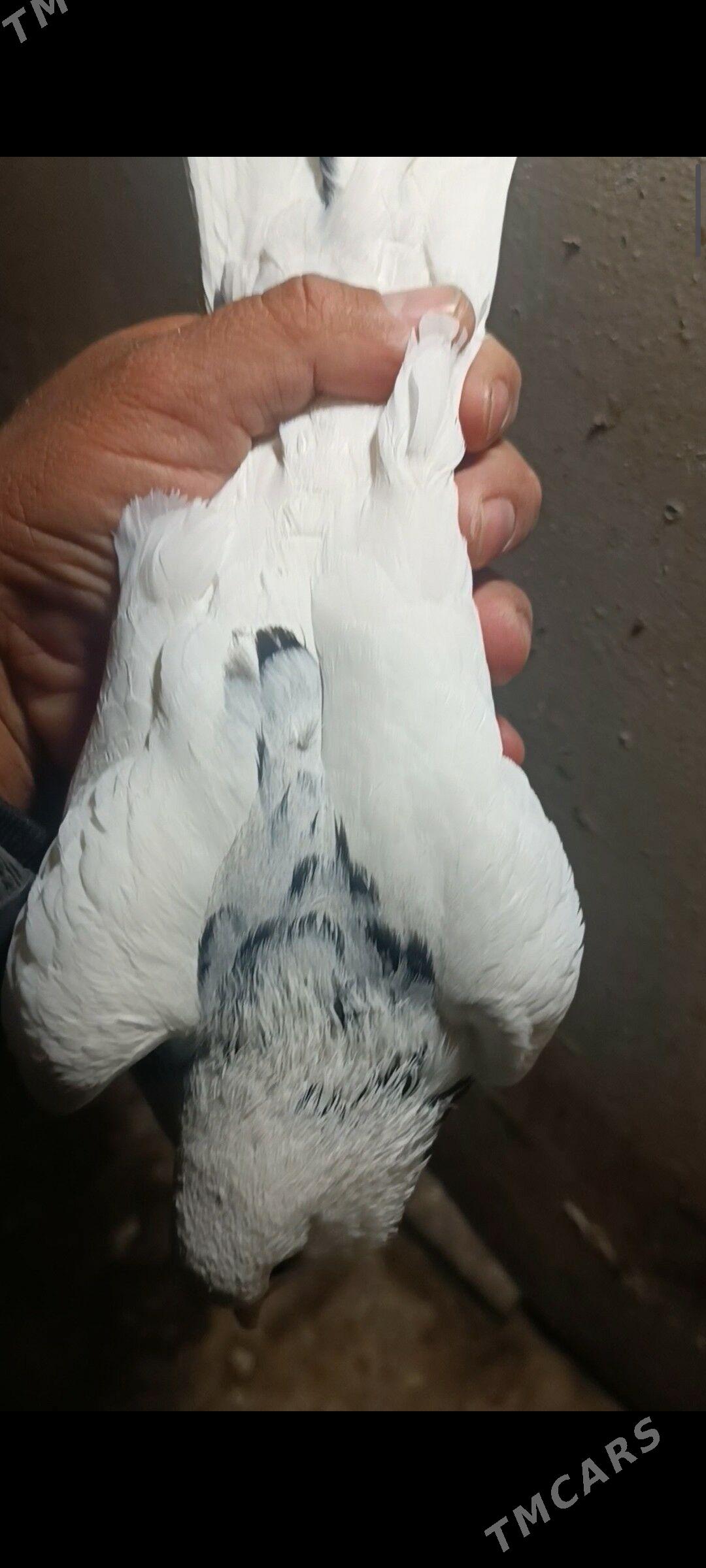 kepderi - Балканабат - img 1