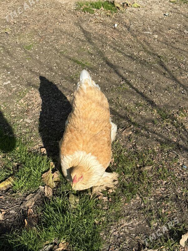 brama - Hitrowka - img 1