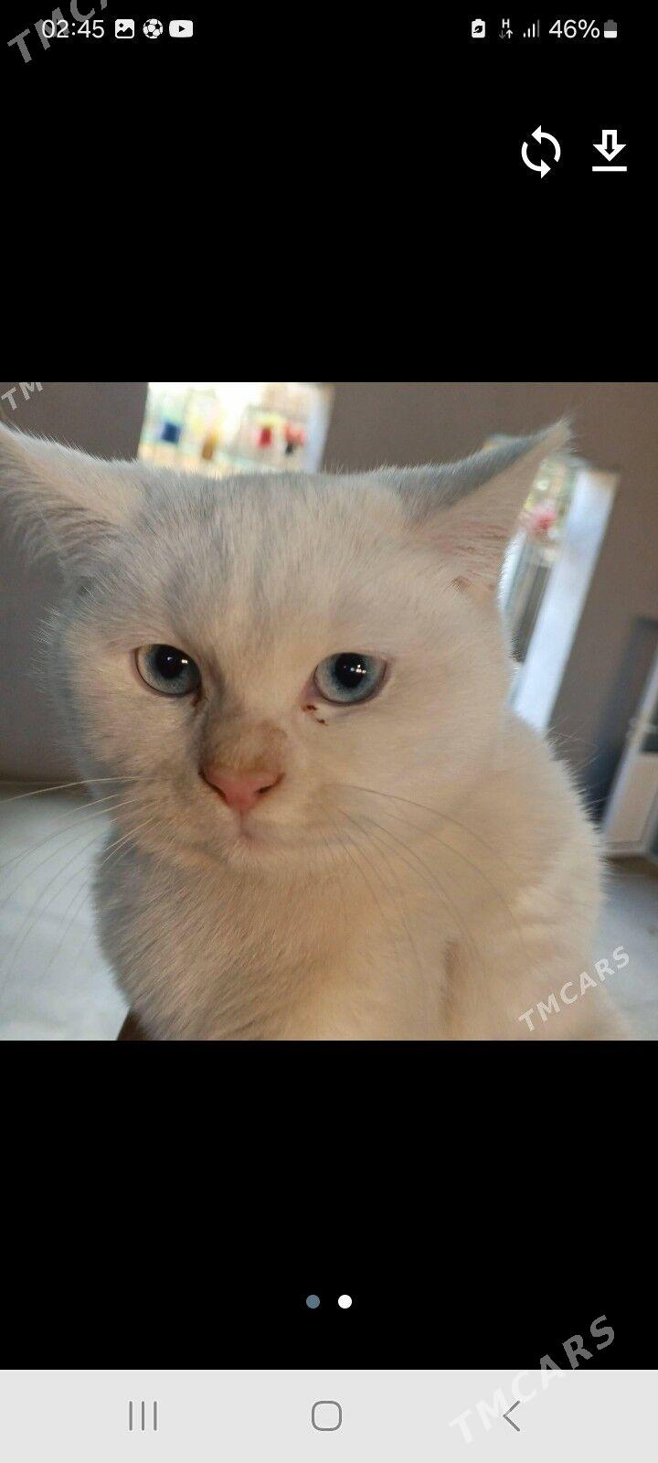 pișik yitdi - Türkmenabat - img 1