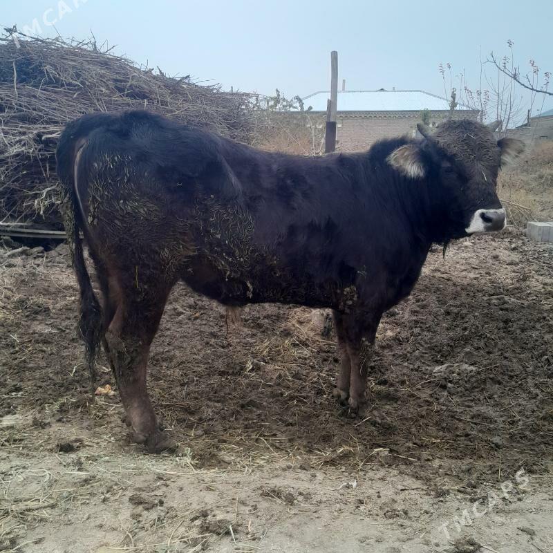 ÖKÜZ - Bäherden - img 1