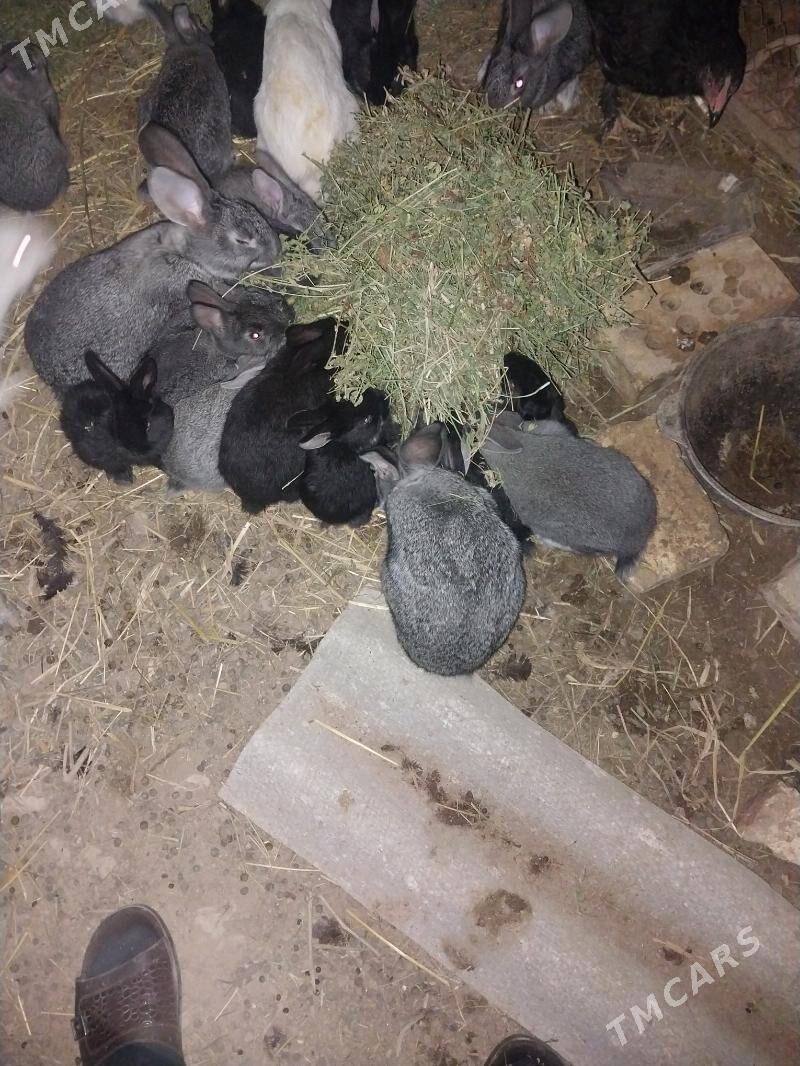 TOWSAN - Мары - img 1