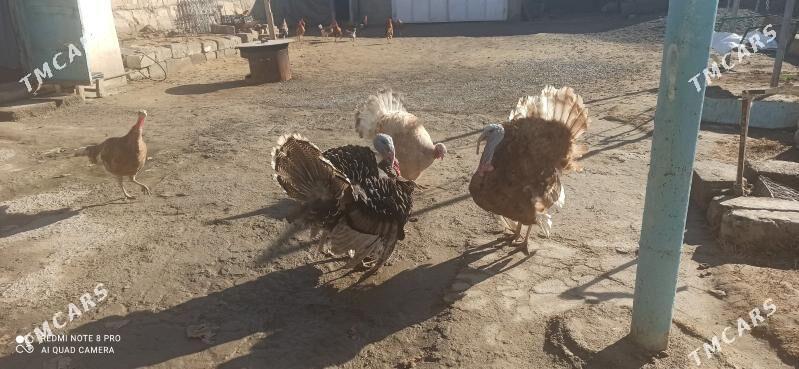 Induk - Büzmeýin - img 1