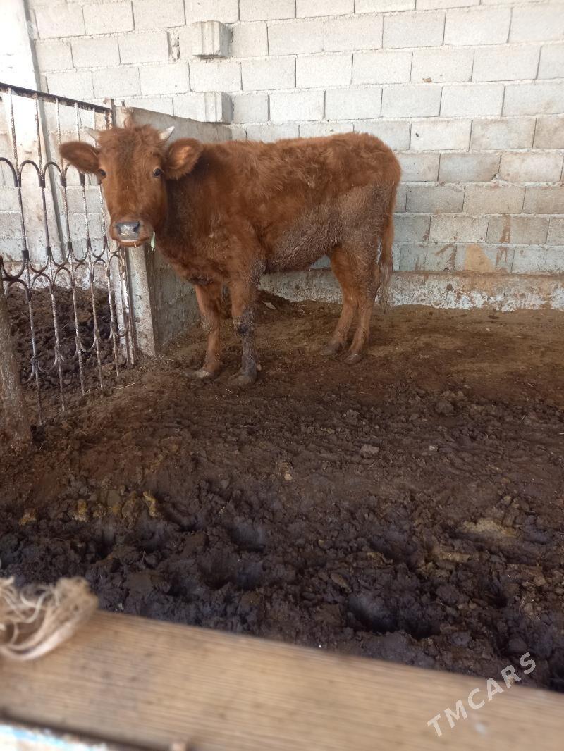 tuwe - Gökdepe - img 1