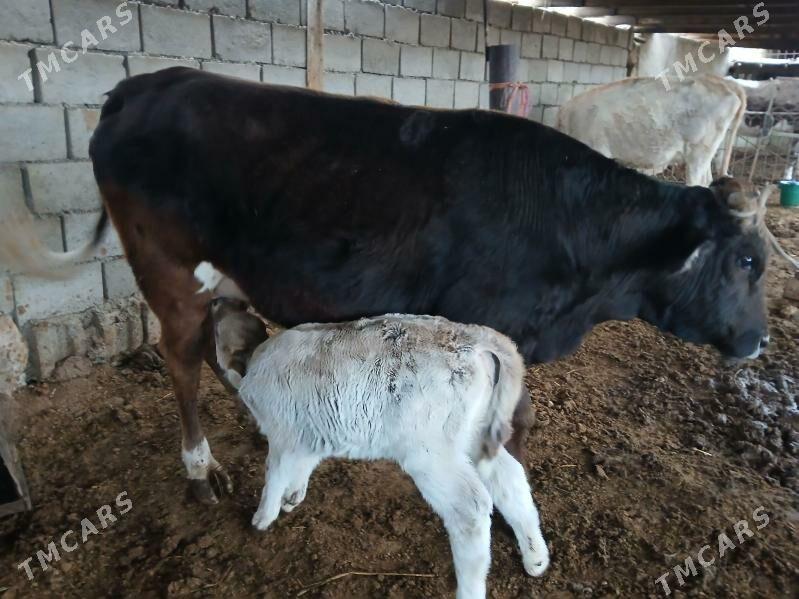 голели сыгырлар - Balkanabat - img 1