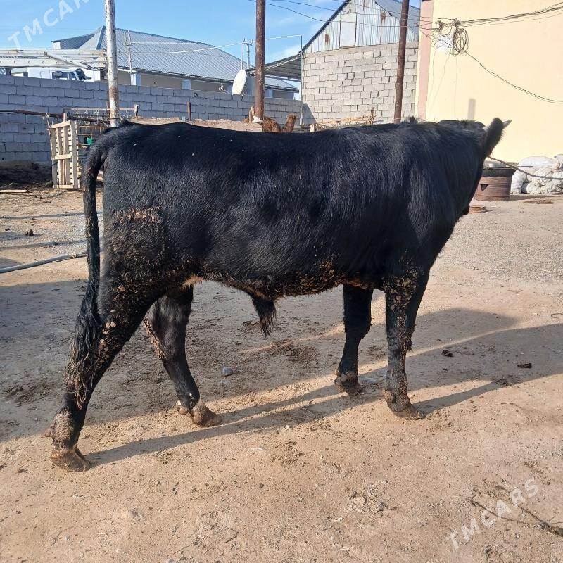 okuz - Анев - img 1