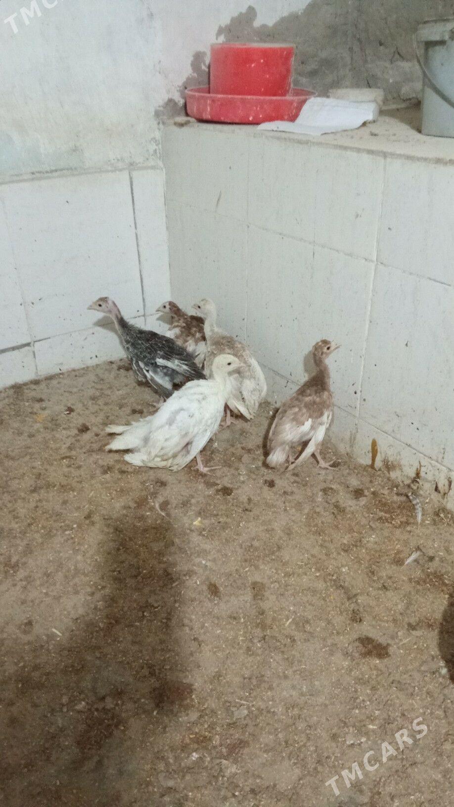 Induk - Herrikgala - img 1