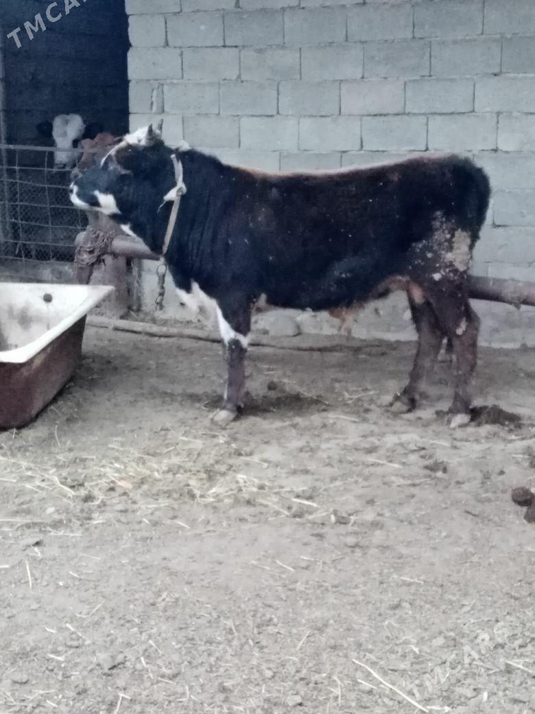 Okiz - Берекет - img 1