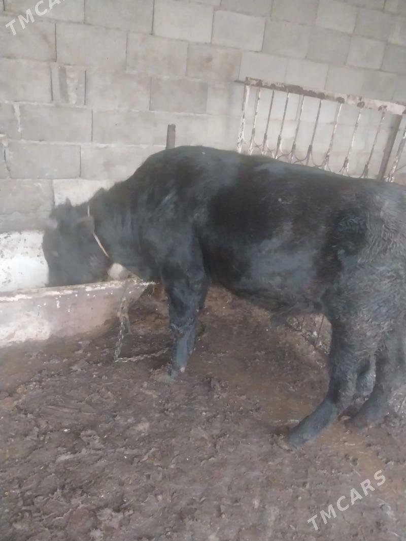 okuz - Şor daça - img 1