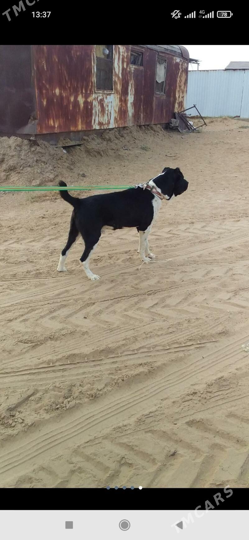 alabay - Kaka - img 1