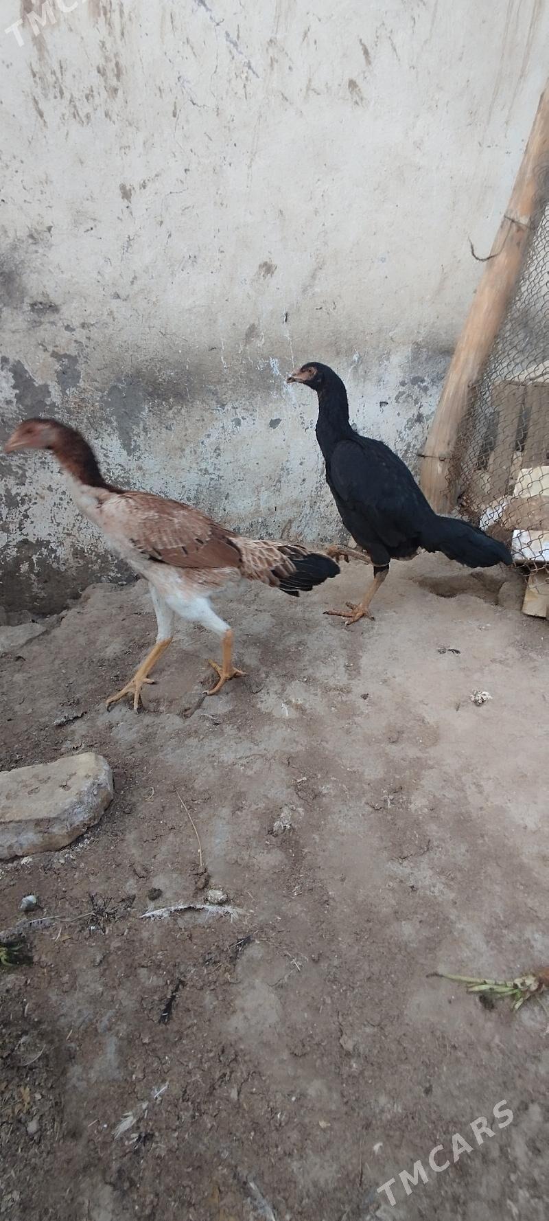 Bayes - Мары - img 1