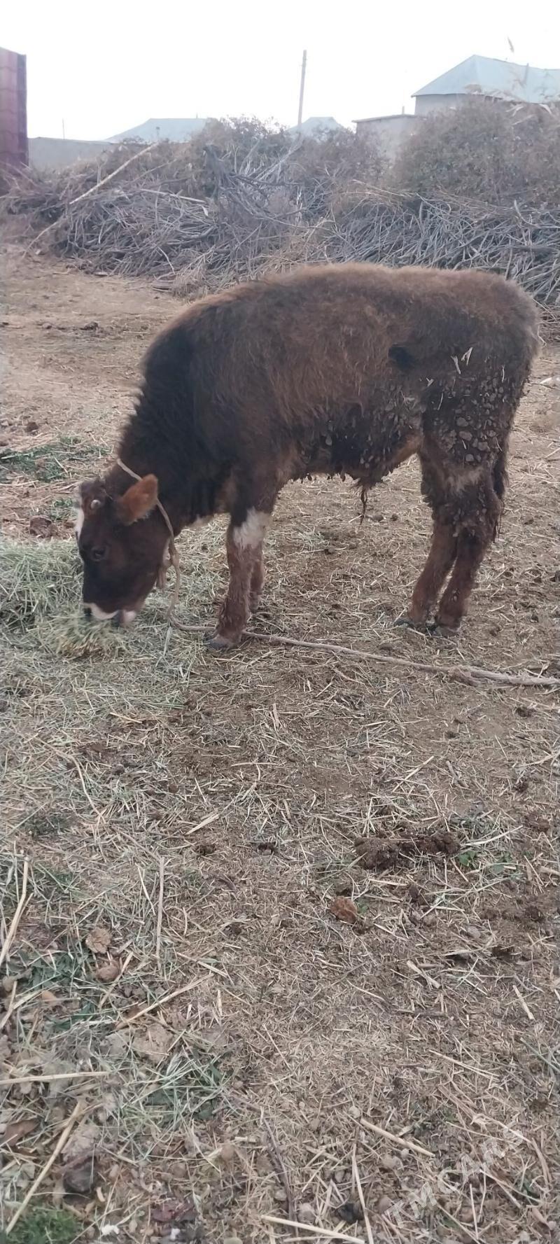 okiz - Бабадайхан - img 1