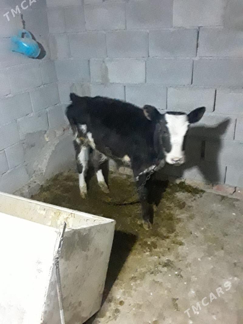 òkùzçe - Gökdepe - img 1