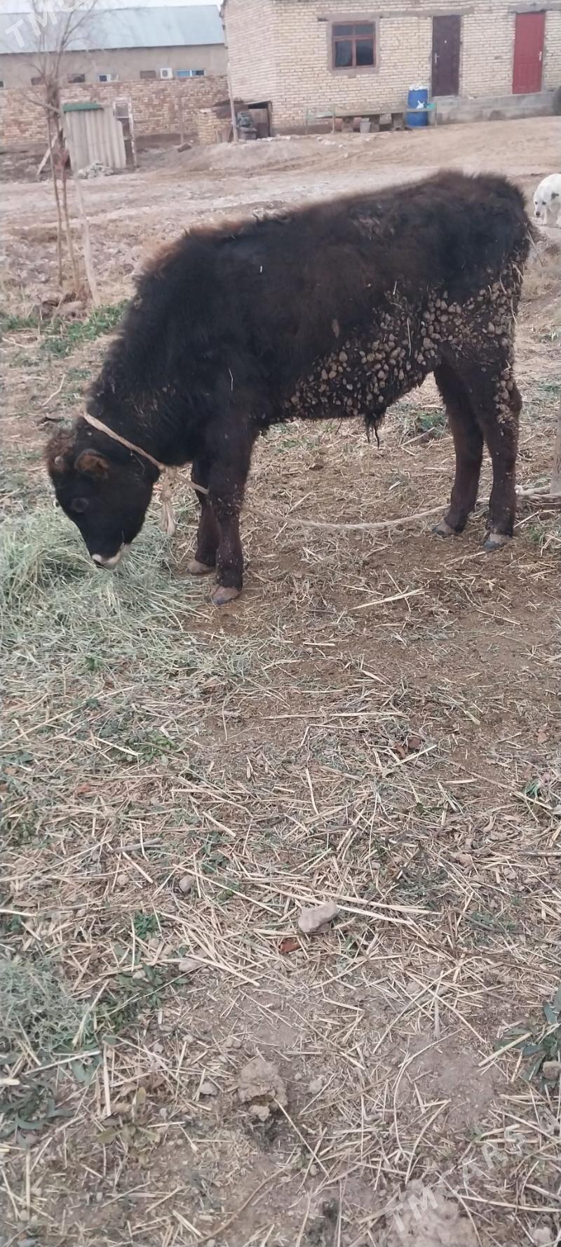 okiz - Бабадайхан - img 1