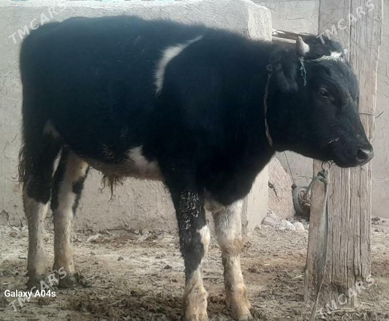 okuz - Теджен - img 1