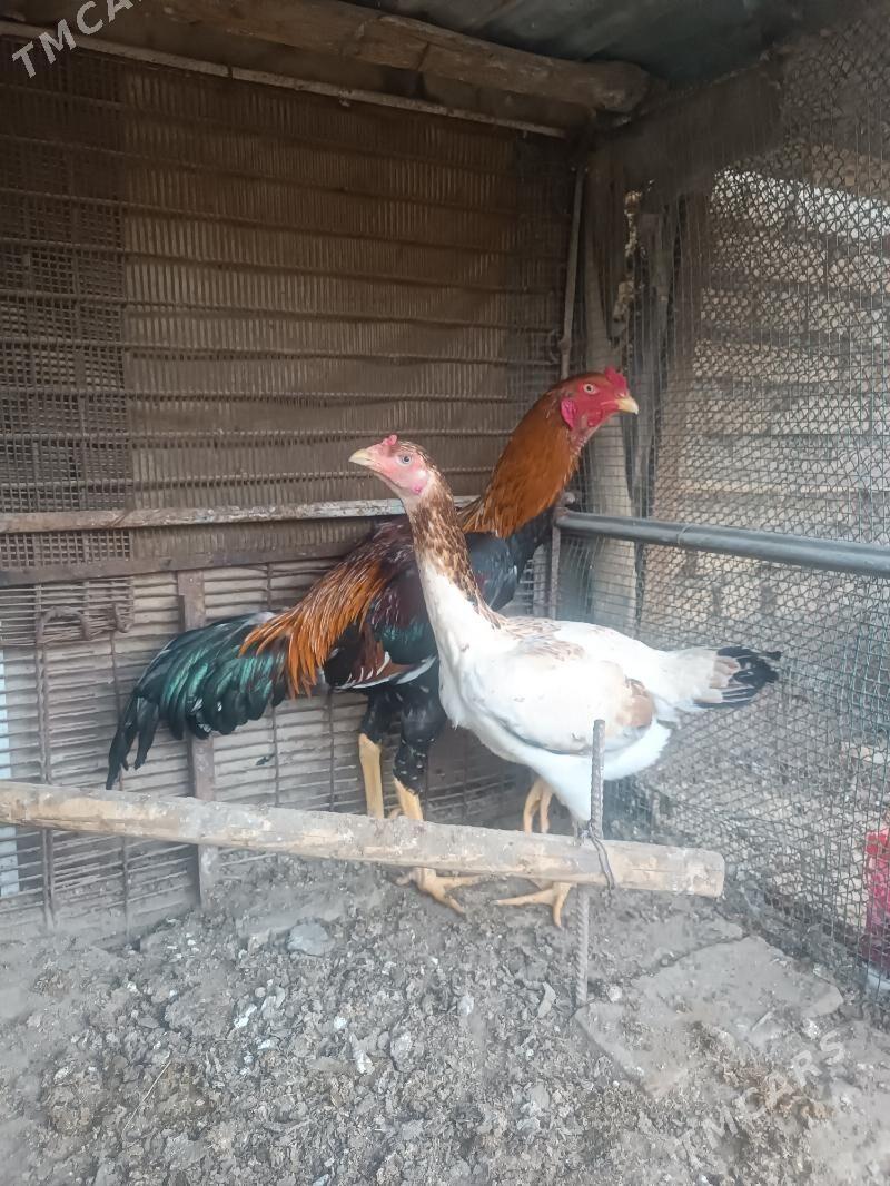 Horaz - Фарап - img 1