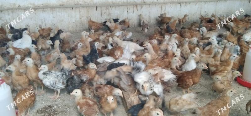 juyje - Kaka - img 1