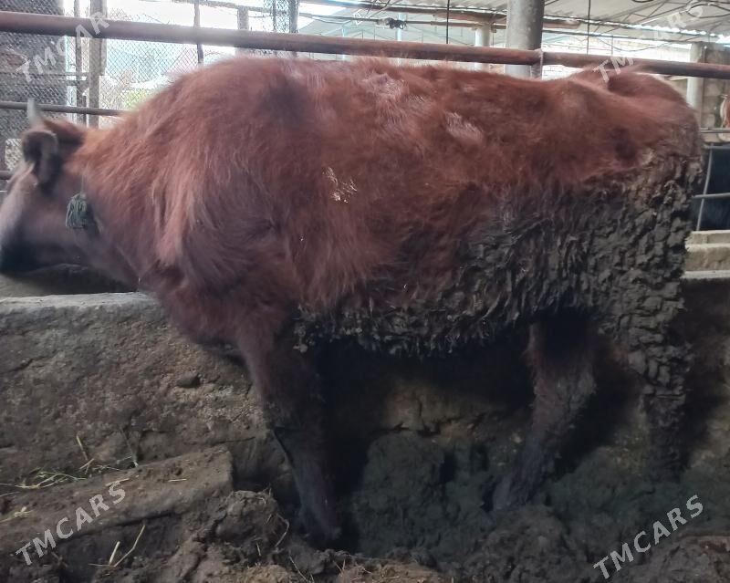 tuwe - Яшлык - img 1