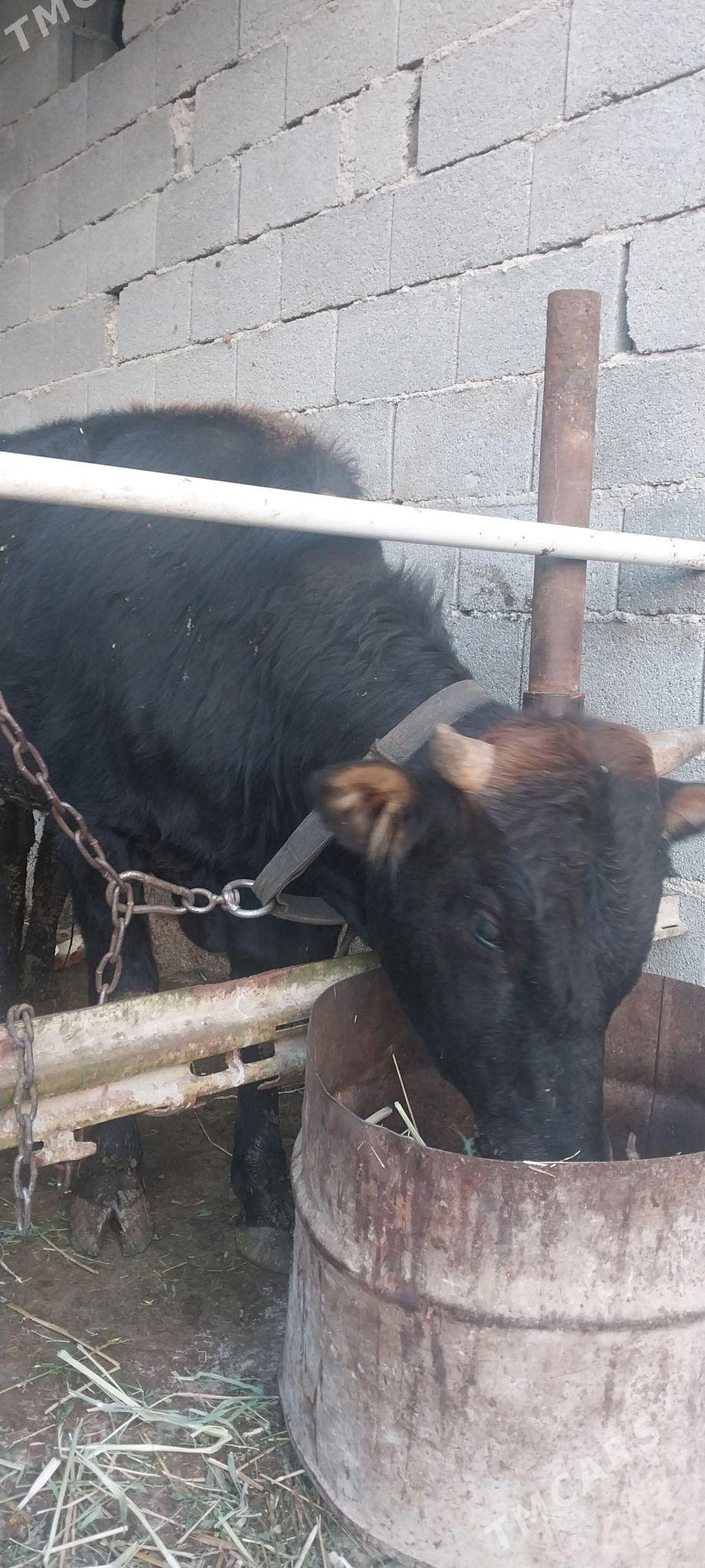 öküz - Гызыларбат - img 1