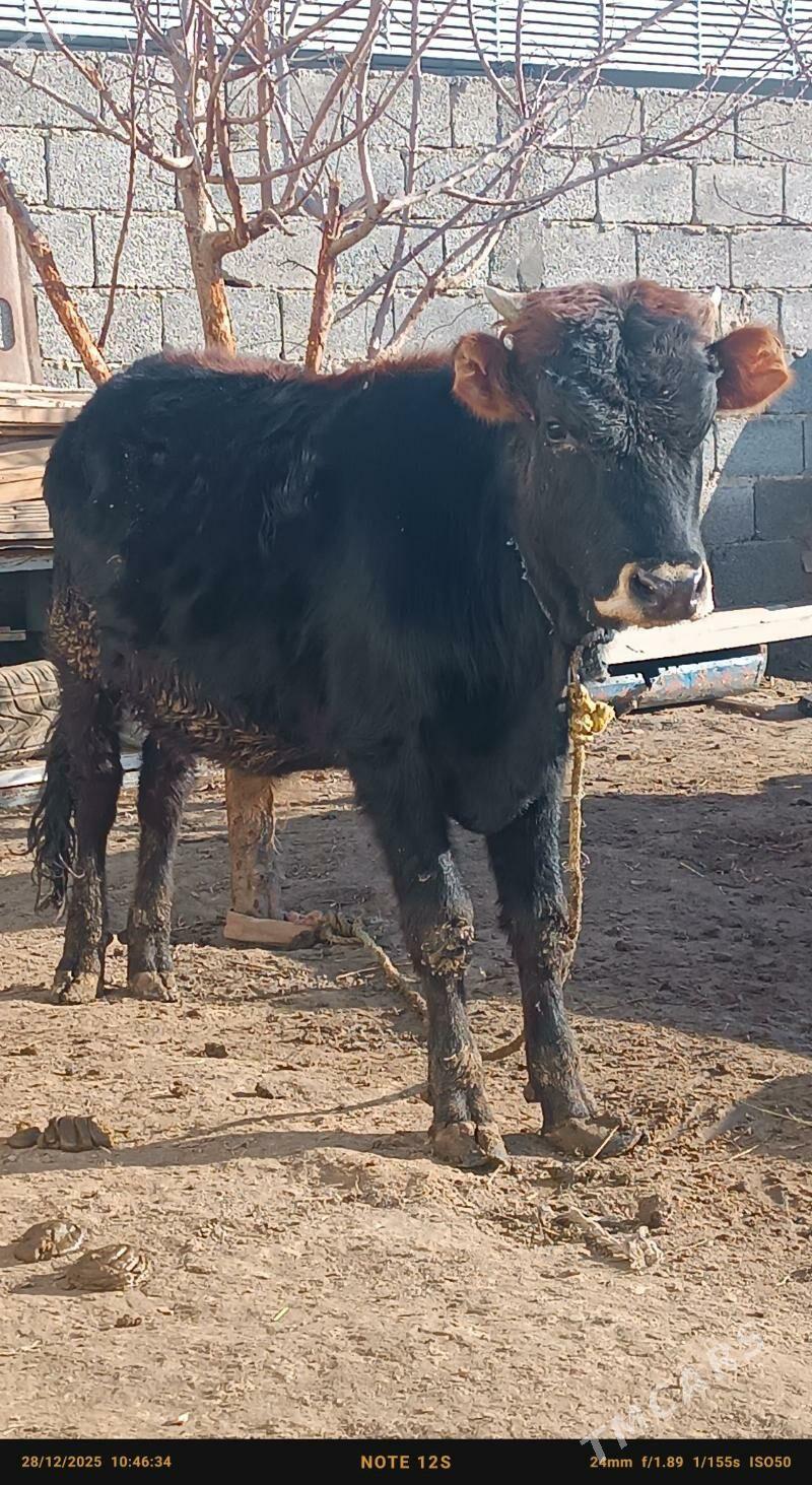 şiwes öküz - Büzmeýin - img 1