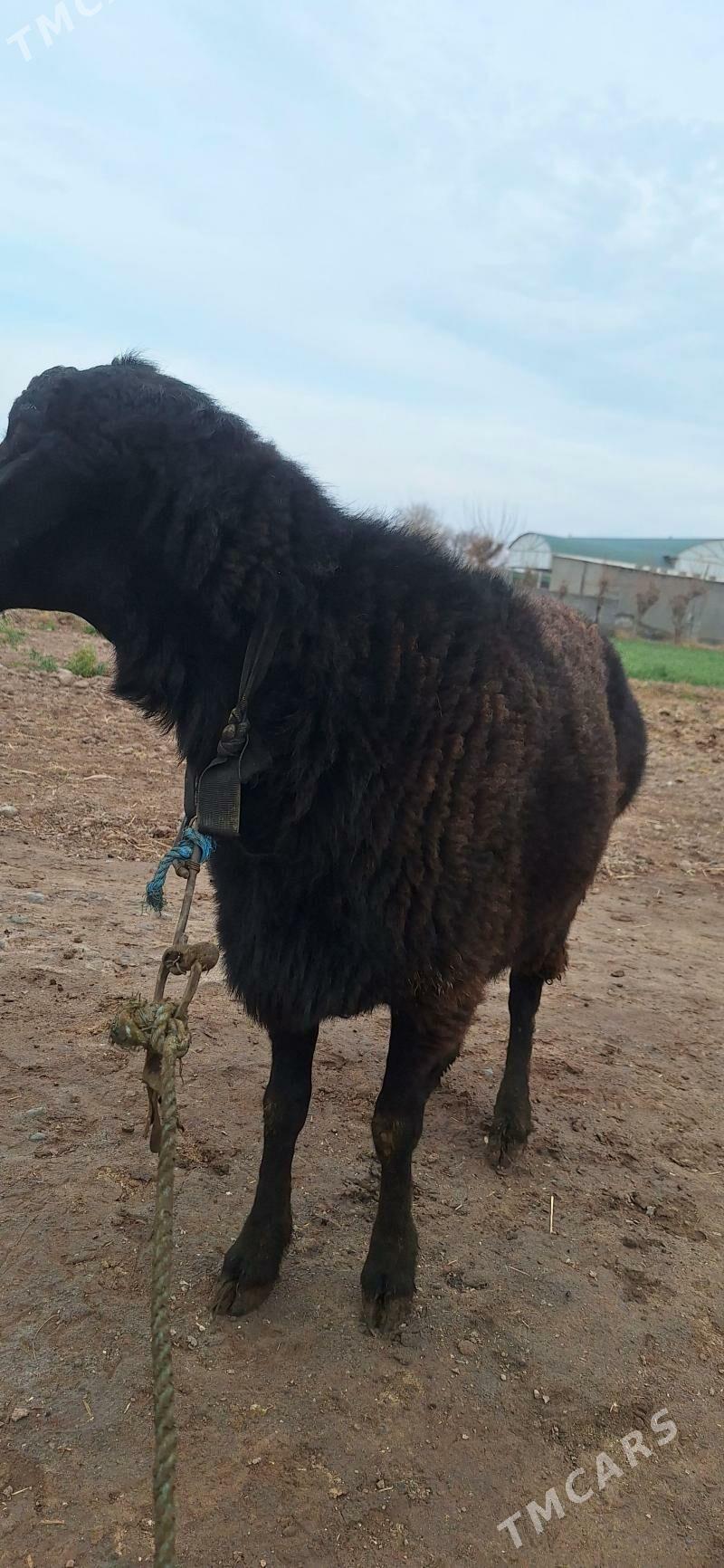 goc - Койтендаг - img 1