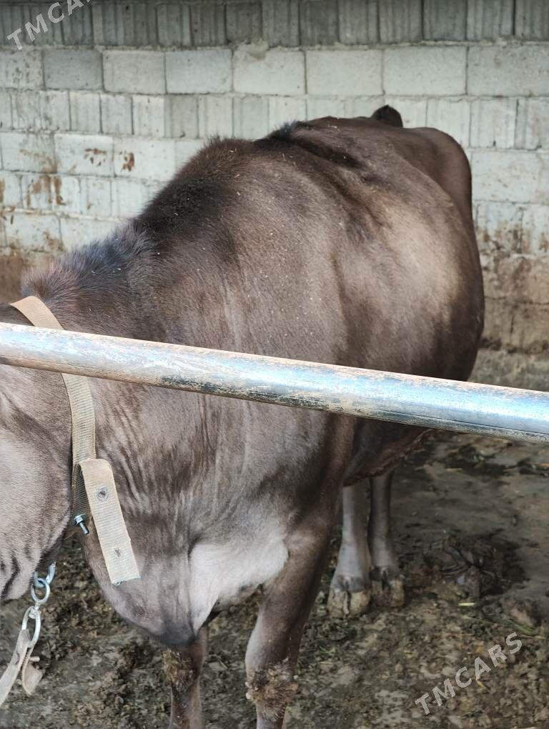 bogoz sygyrlar - Гёкдепе - img 1