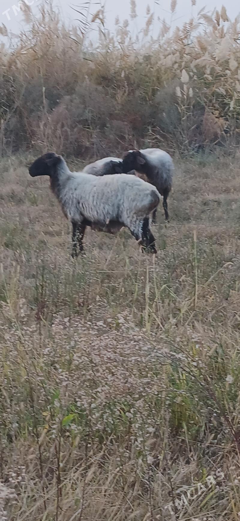 goyun - Gökdepe - img 1