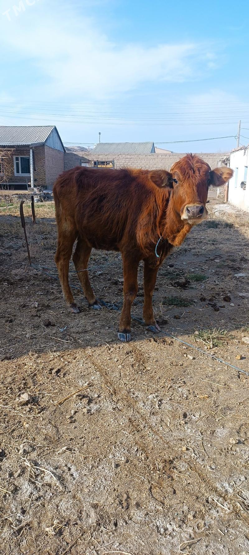 gunajyn - Kerki - img 1