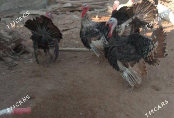 induk horazlar - Tejen - img 1