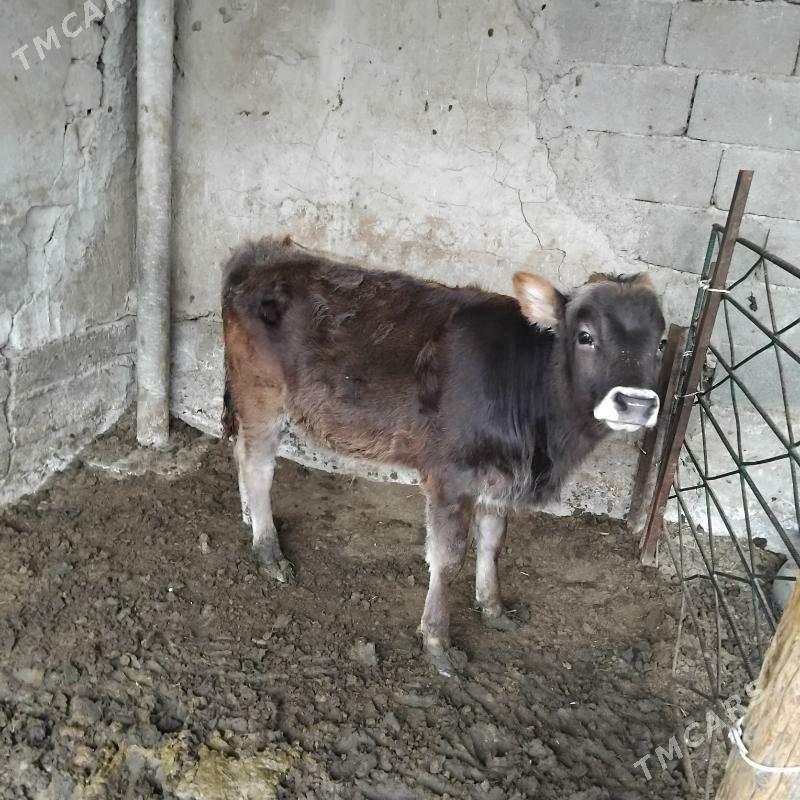 Ökizçe - Gökdepe - img 1