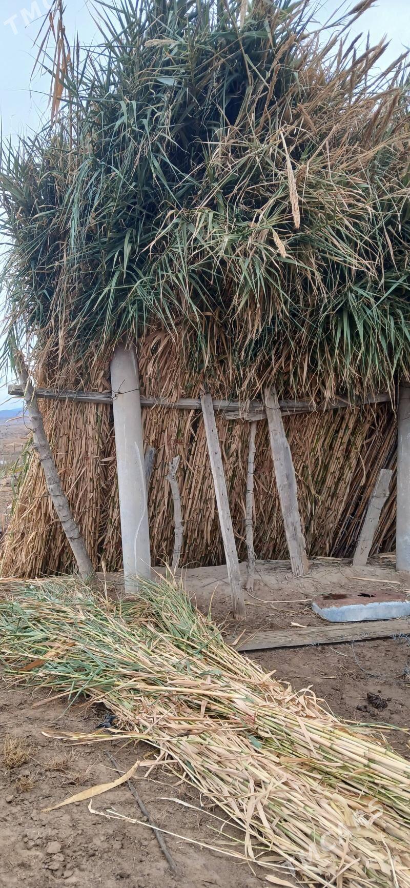 Öý gamyşy - Magtymguly - img 1