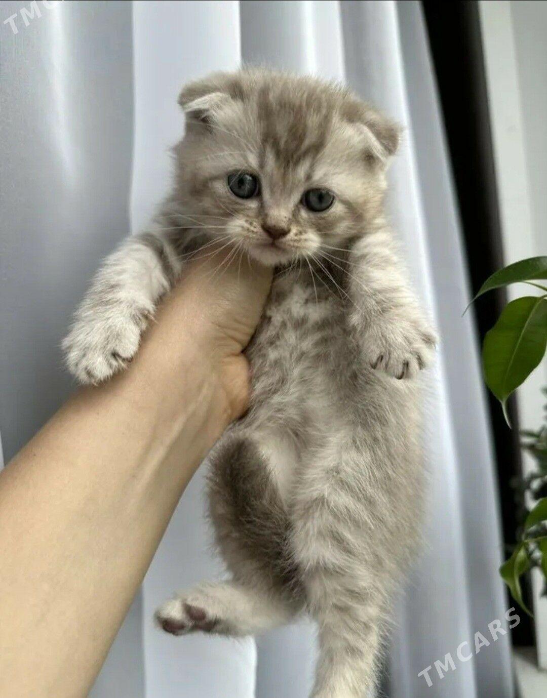 Шотландский чистокровный мальч - Ашхабад - img 1