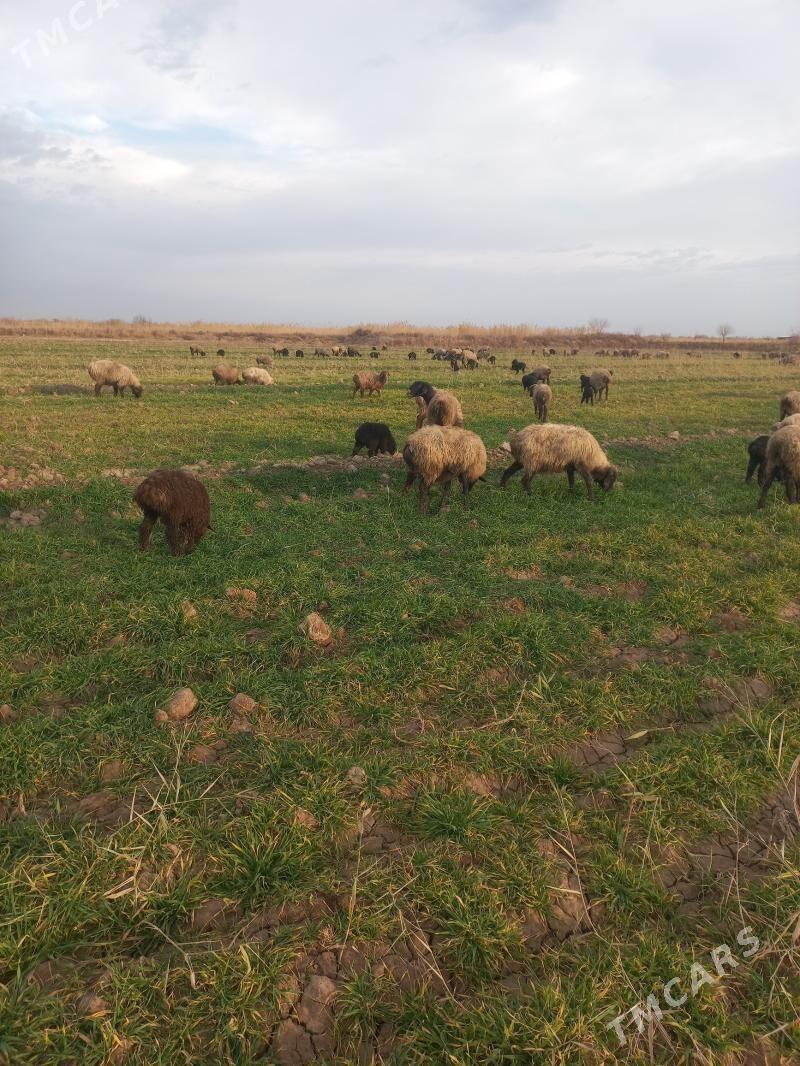 guzuly goýun - Теджен - img 1