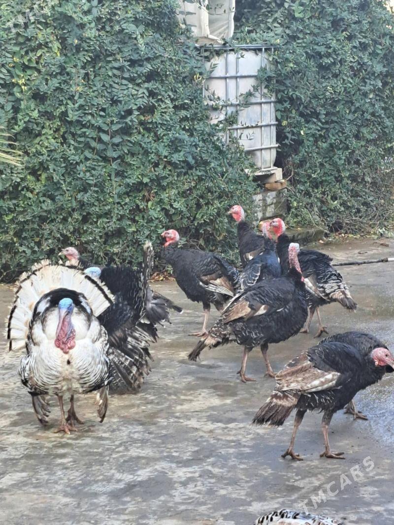 Induk. - Änew - img 1