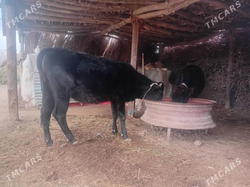 unajyn - Туркменабат - img 1