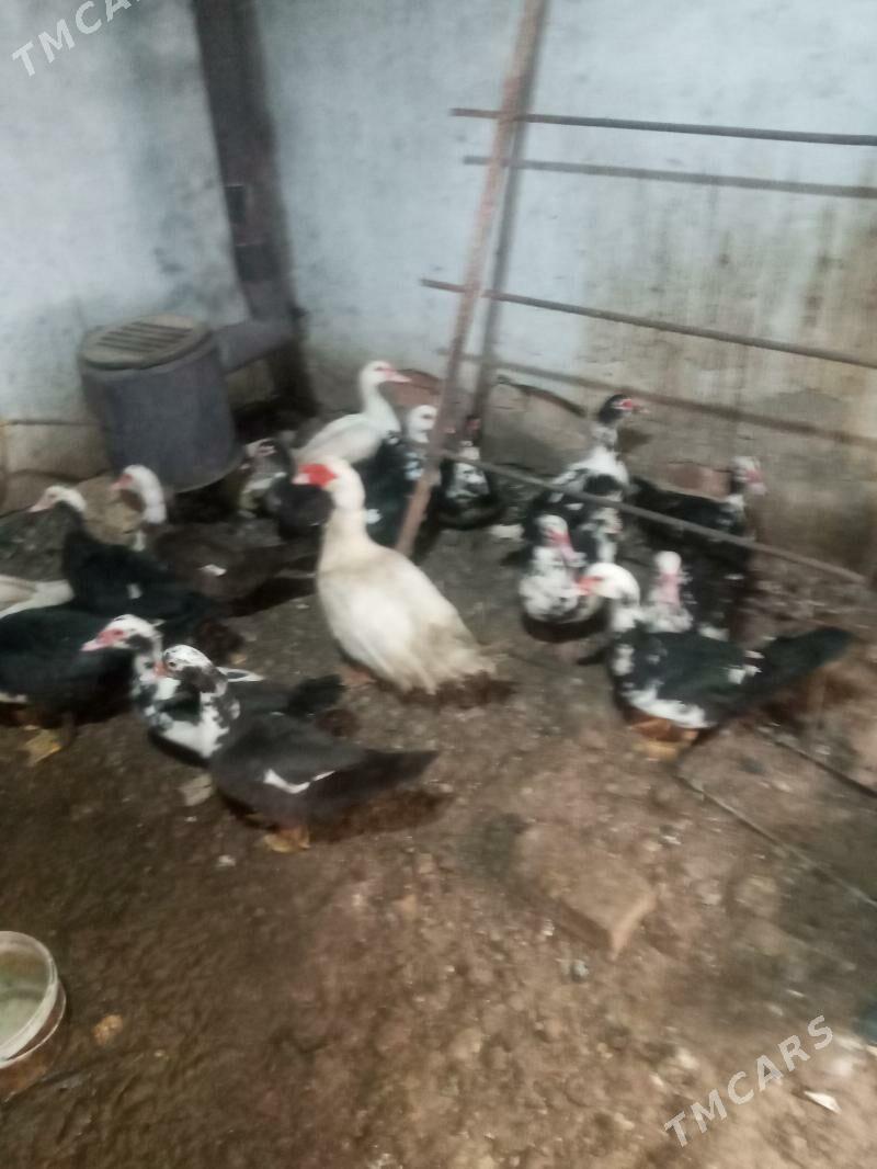 indautga - Мары - img 1