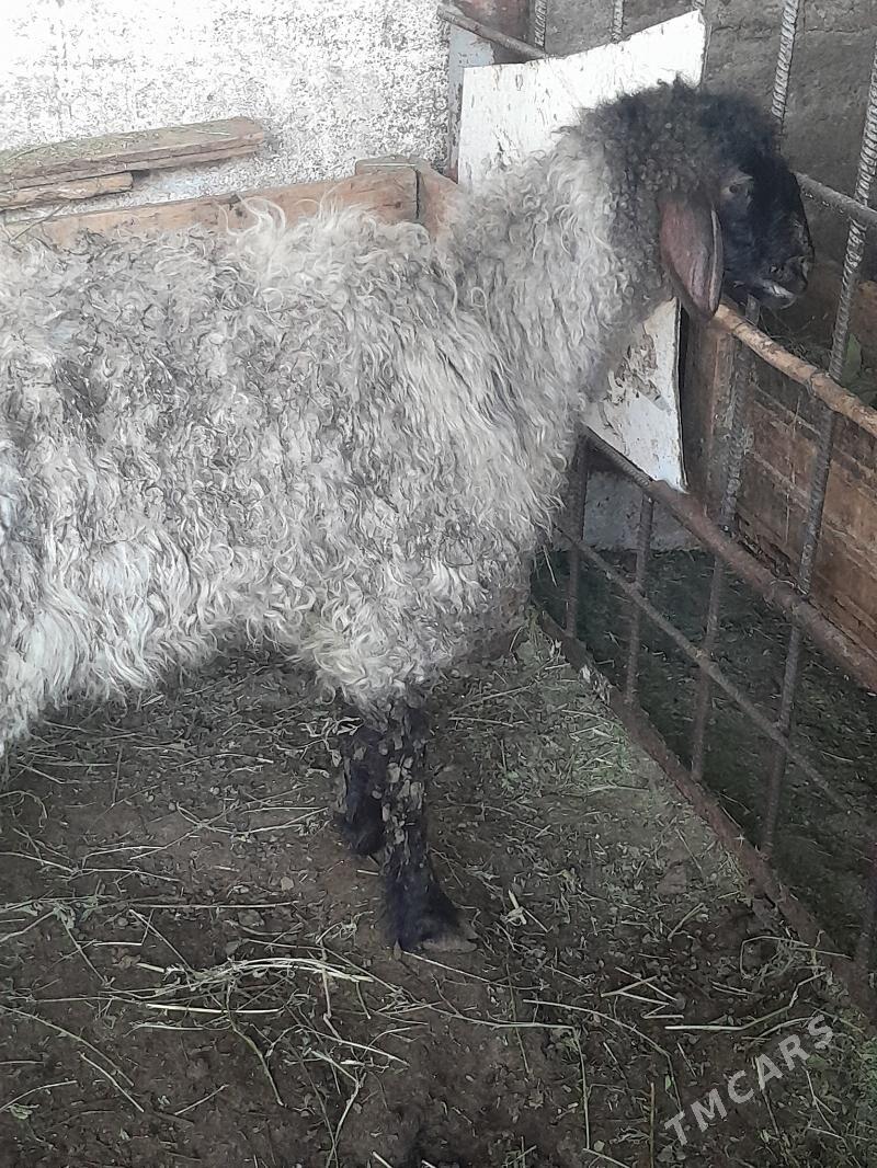 Issek - Bedew - img 1