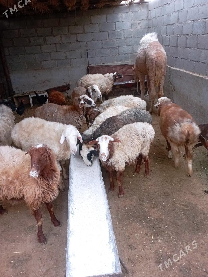 𝓽𝓸𝓴𝓵𝔂 - Gumdag - img 1