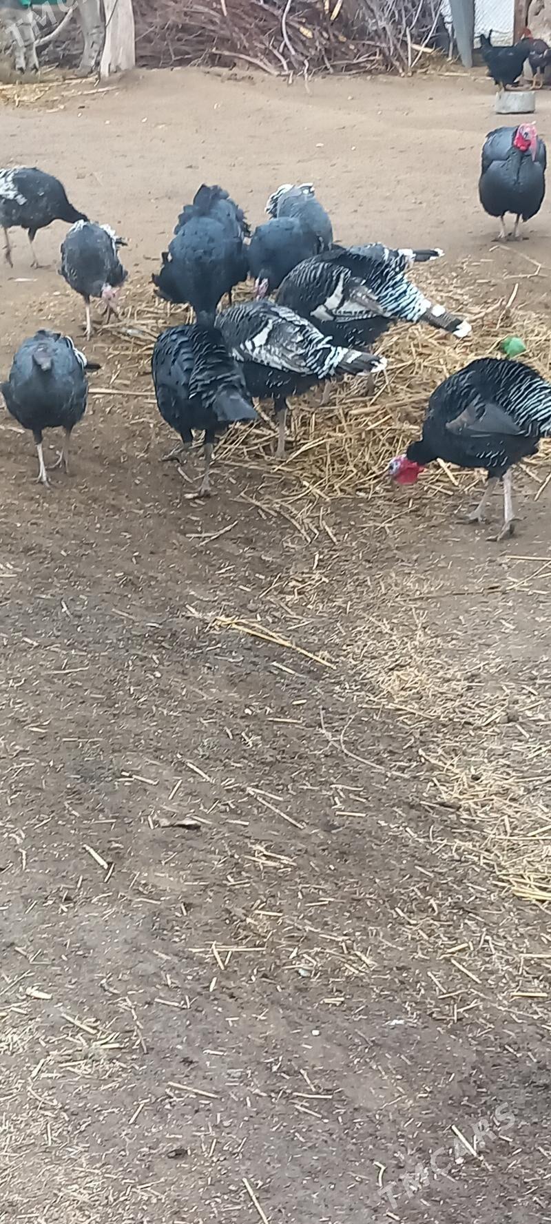 induk horaz towuk - Daşoguz - img 1