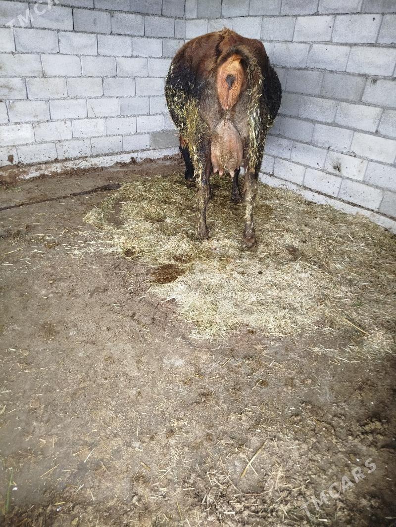 goleli sygyr - Babadaýhan - img 1