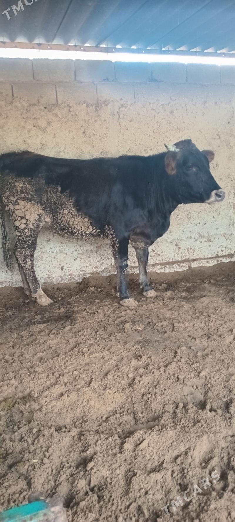 tüwe - Änew - img 1