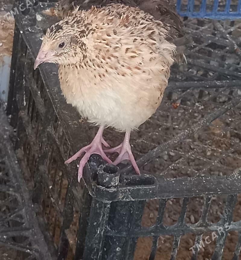 bedene - Türkmenbaşy - img 1