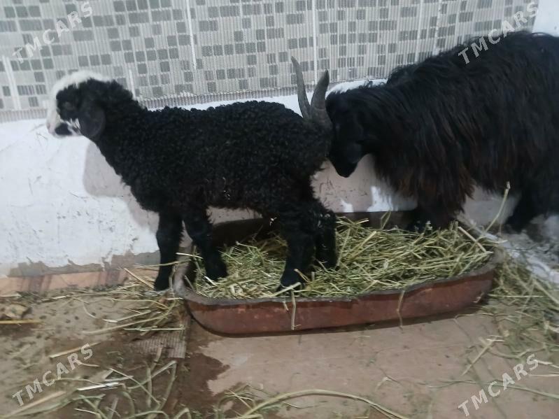 Goyun tokly geçi - Gurtly - img 1