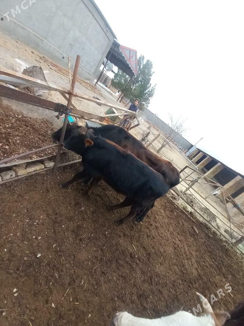 uly göleli sygyrlar - Baýramaly - img 1