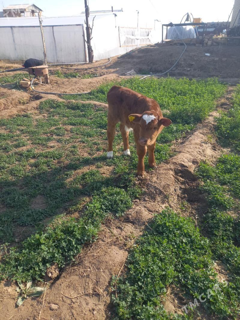 Öküz we Gulajyn - Mary - img 1