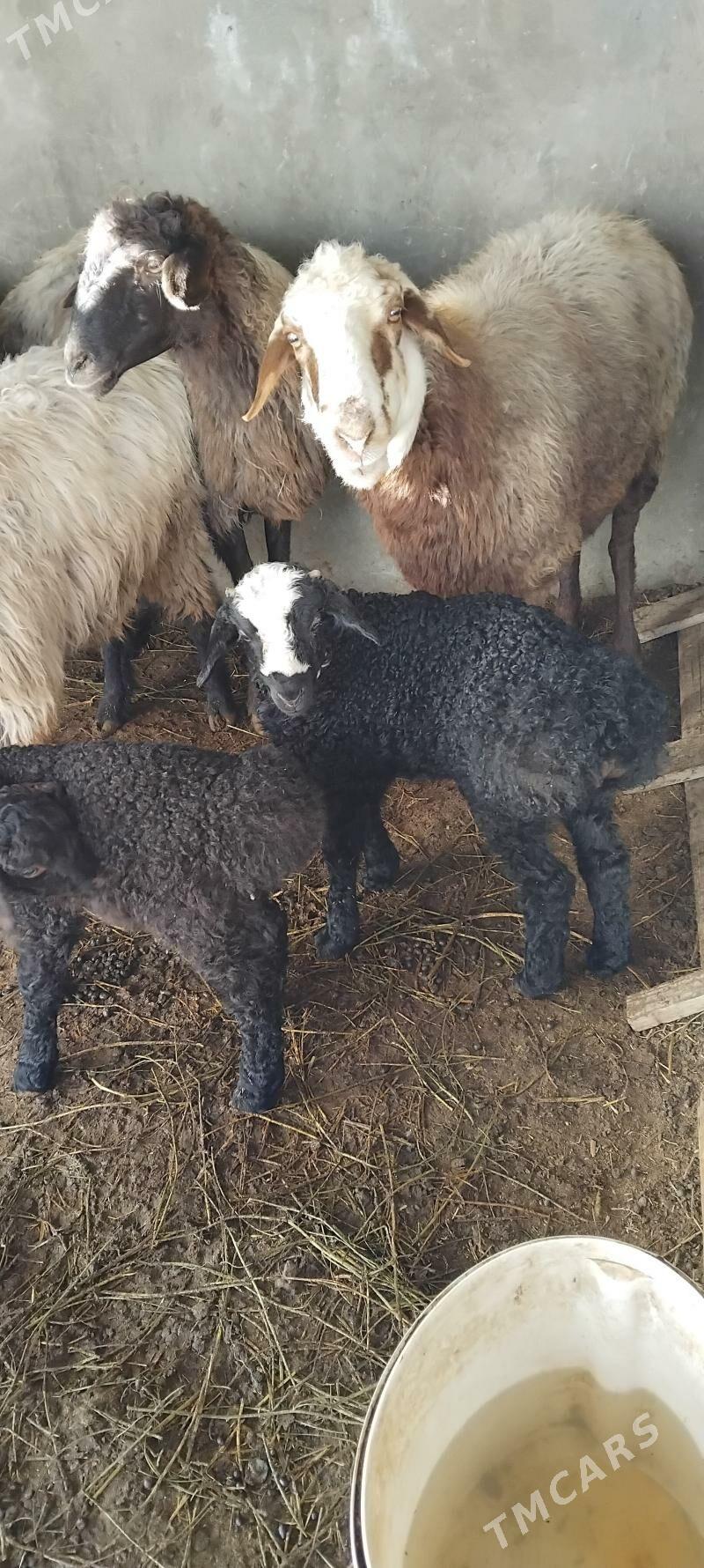 guzly goýunlar gurat - Hitrowka - img 1