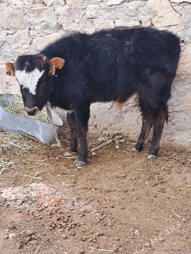 öküz - Гызыларбат - img 1