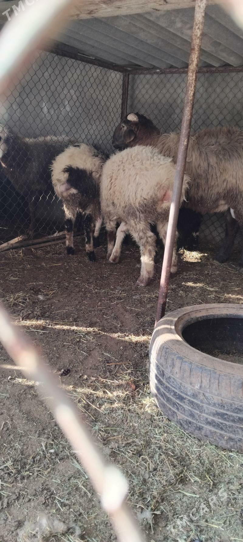 toklylar - Hitrowka - img 1